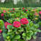 Thumbnail: Hydrangea macrophylla Cherry-Go-Round™