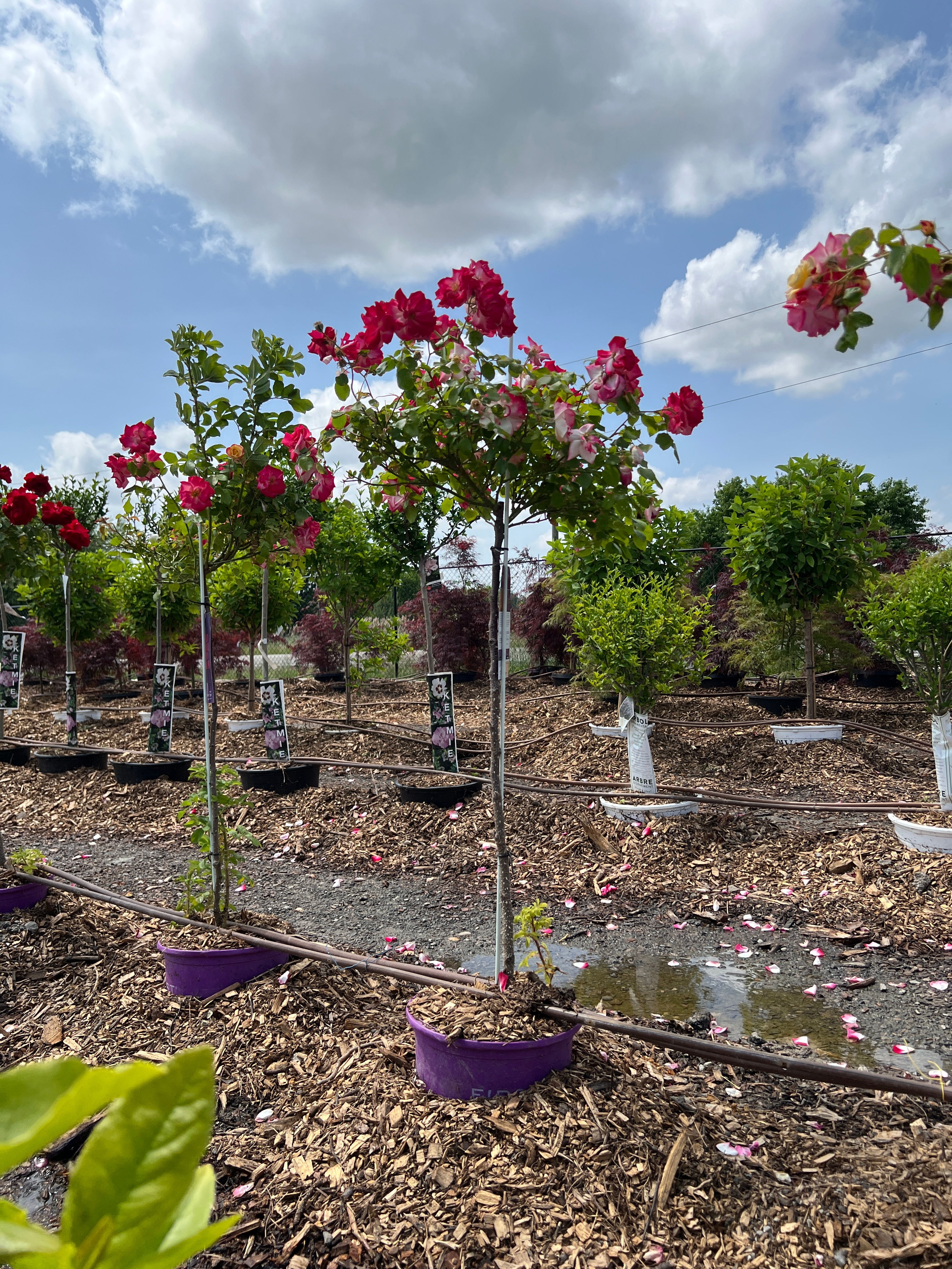 Campfire (Pink-Yell) Tree Rose
