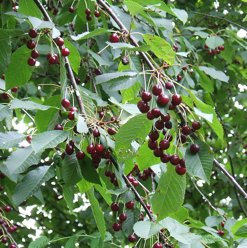 Cherry Fruit Tree Rainier