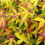 Thumbnail: Acer Palmatum Katsura