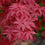 Thumbnail: Acer Shirasawanum Twombly's Red Sentinel'