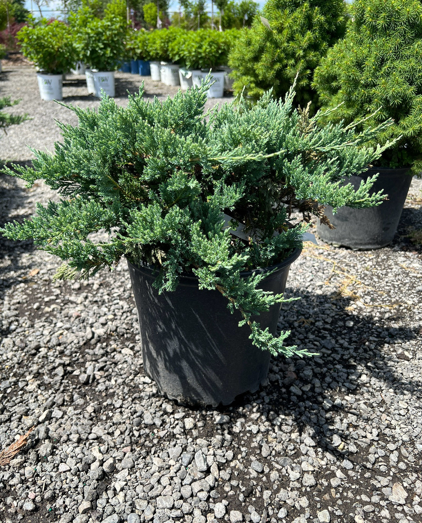 Blue Chip Juniper