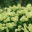 Thumbnail: Little Lime® Panicle Hydrangea