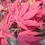 Thumbnail: Acer Palmatum 'Fireglow'