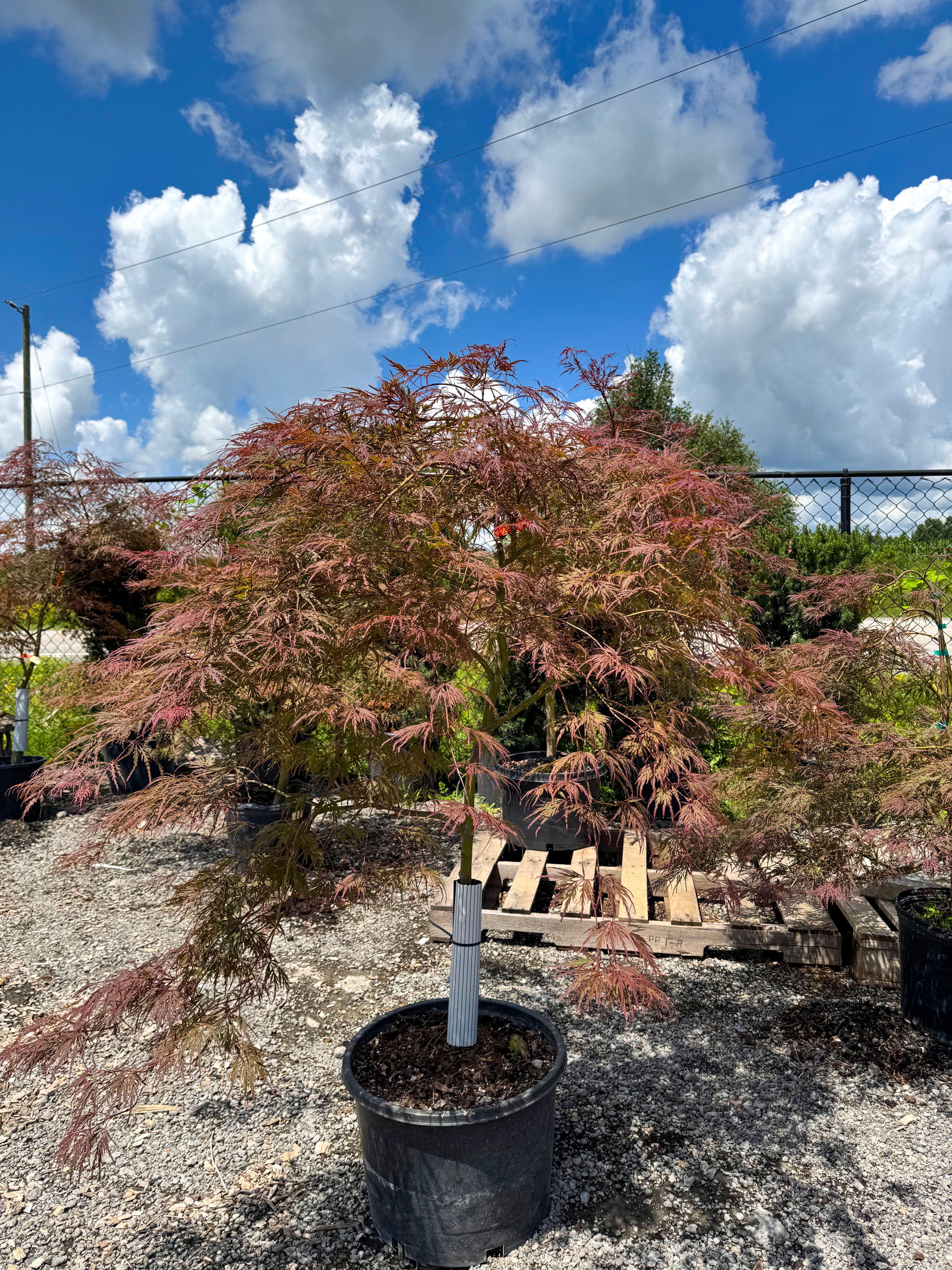 Acer Palmatum Garnet