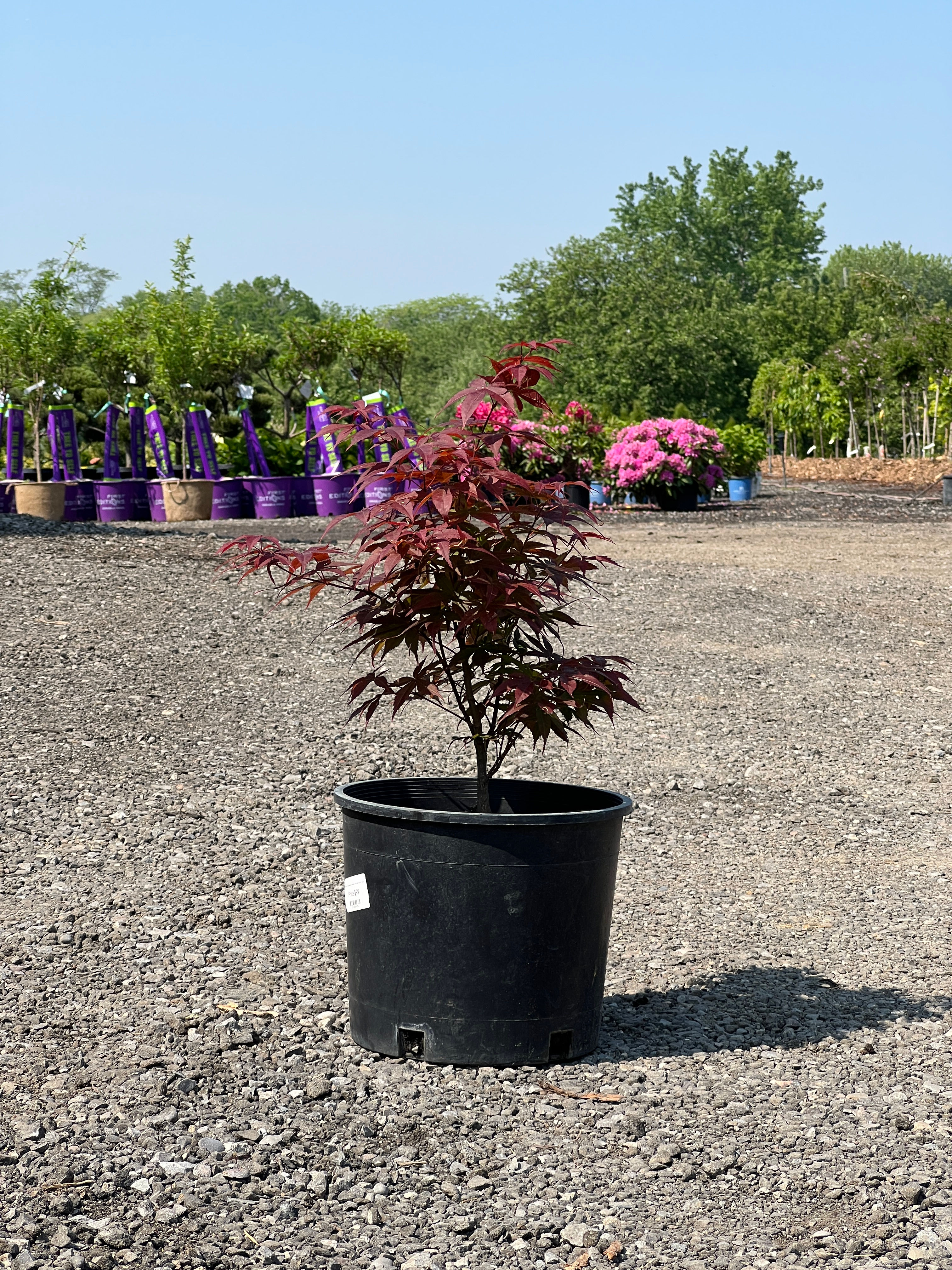 Acer Palmatum Rhode Island Red
