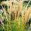 Thumbnail: Karl Foerster Feather Reed Grass