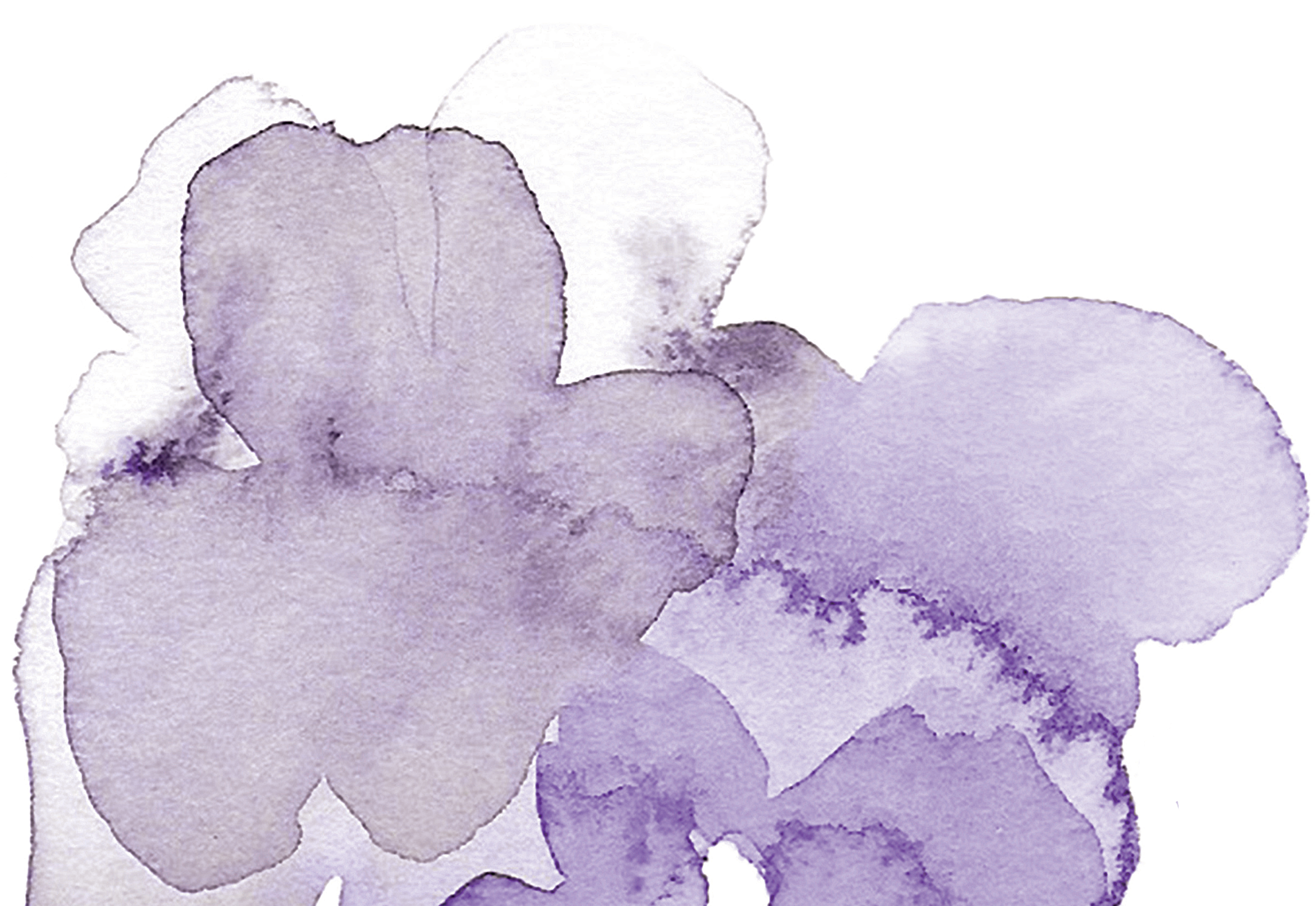 Watercolour painting of purple flowers