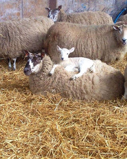 11201120_813041335446912_4269424226690824657_n