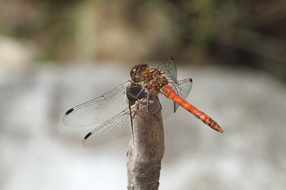 d8b43c25-eb45-4fa7-b0d6-bbc2dae297bc_rw_1200