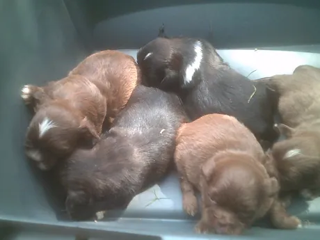 Purebred Shih Tzu Puppies Virginia Buddy And Abby