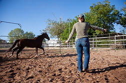 lunging horse in round pen.jpg