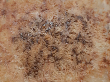 Gegratineerd witloof met ham