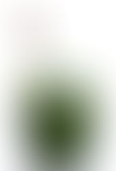 Chimichurri