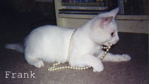 Trusted cat sitter in Halifax.