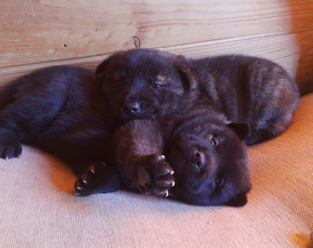 ブリーダー 日本犬 Ginyaso 甲斐犬 子犬 ブリーダー 日本犬 Ginyaso 甲斐犬 子犬
