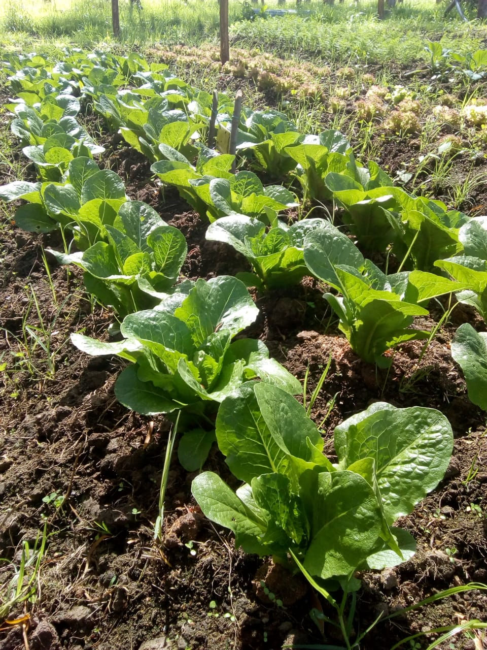 Recursos agroecologicos sas