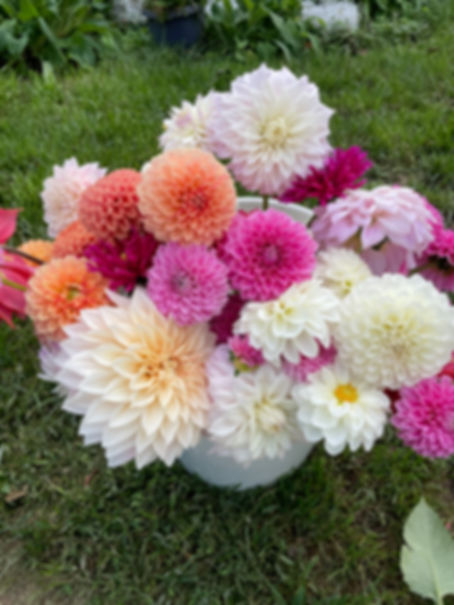 Dinnerplate Dahlia Variety Pack-5 Tubers