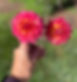 IMG_6594.jpeg