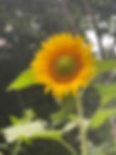 IMG_4519.jpeg