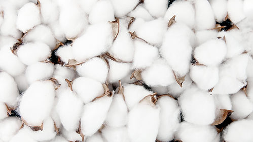 Cotton_edited.jpg