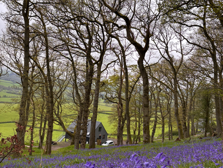 Mid Wales Bluebell wood