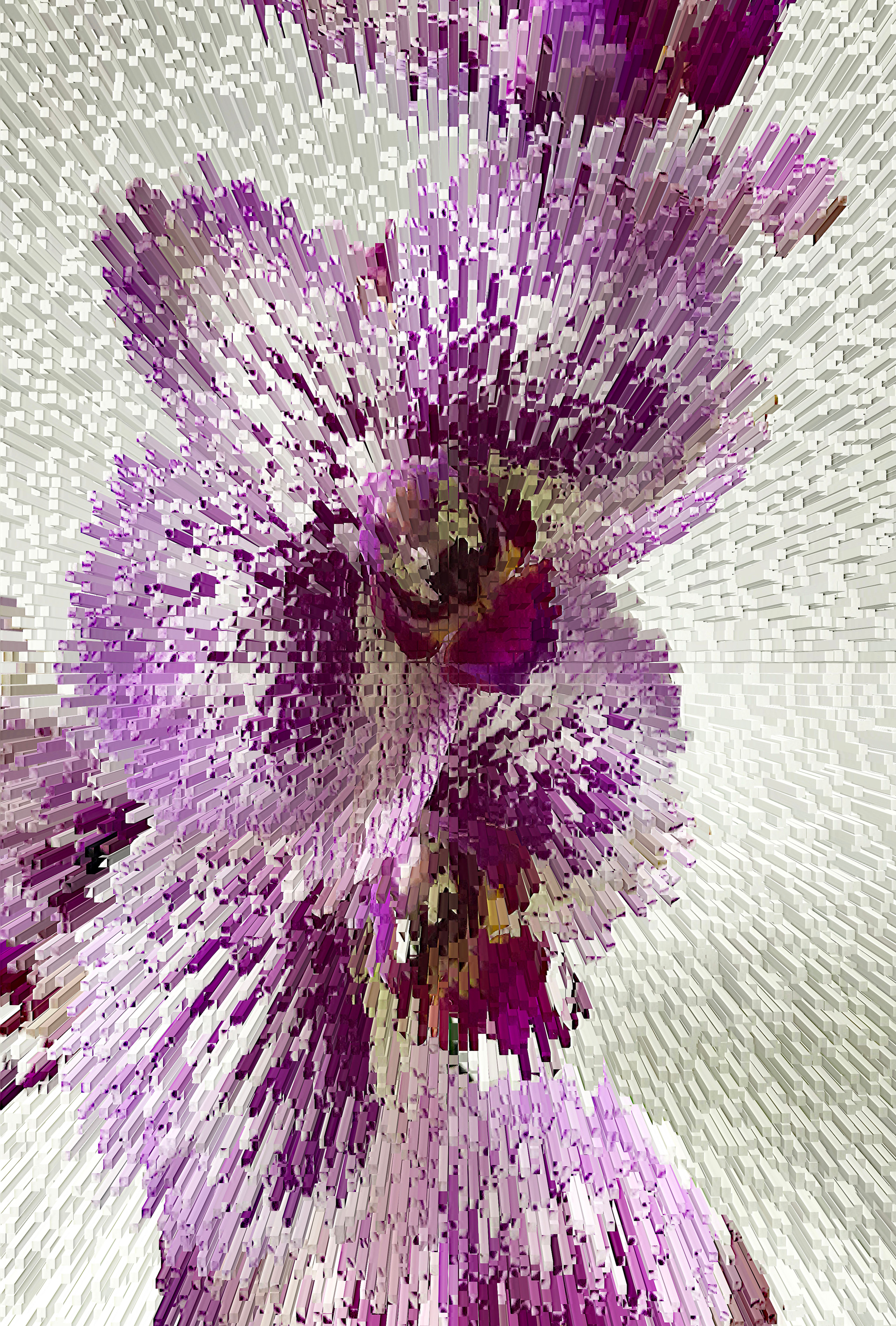 Orchid - Canvas Print