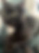 Robert has no experience with other cats