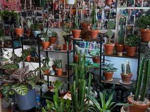 BUSINESS SPOTLIGHT: Plants, Etc.