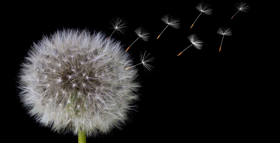white dandelion_edited_edited.jpg