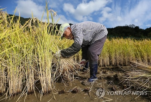 (가격 하락에 벼농사 포기…충북 올해 쌀생산량 7.4%↓ | 연합뉴스)