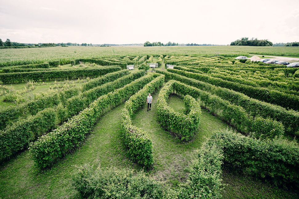 257074-tore-farm-corn-labyrinth.jpg