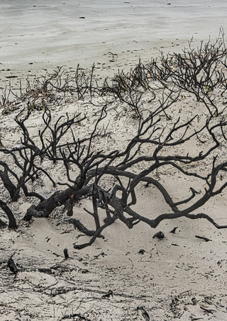 leafless