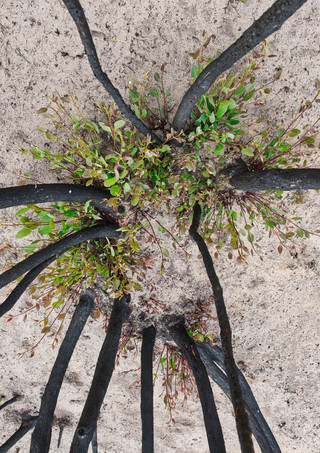charred trunks & bloom
