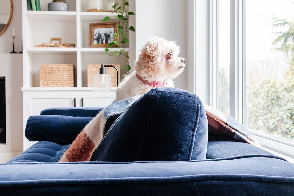 Lucy loves to keep on eye on the cats and squirrels that dare enter our front yard