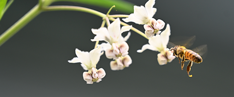 Bee-Visit-HairyBalls