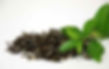 Grüner Tee