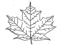 Sugar Maple.jpg