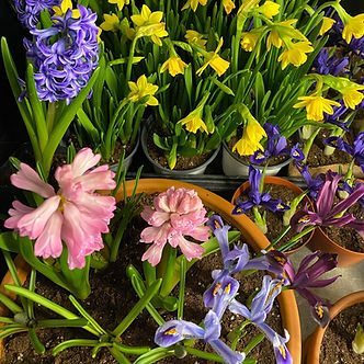 daffodil narcissus hyacinth iris