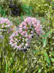 Diverse pollinators