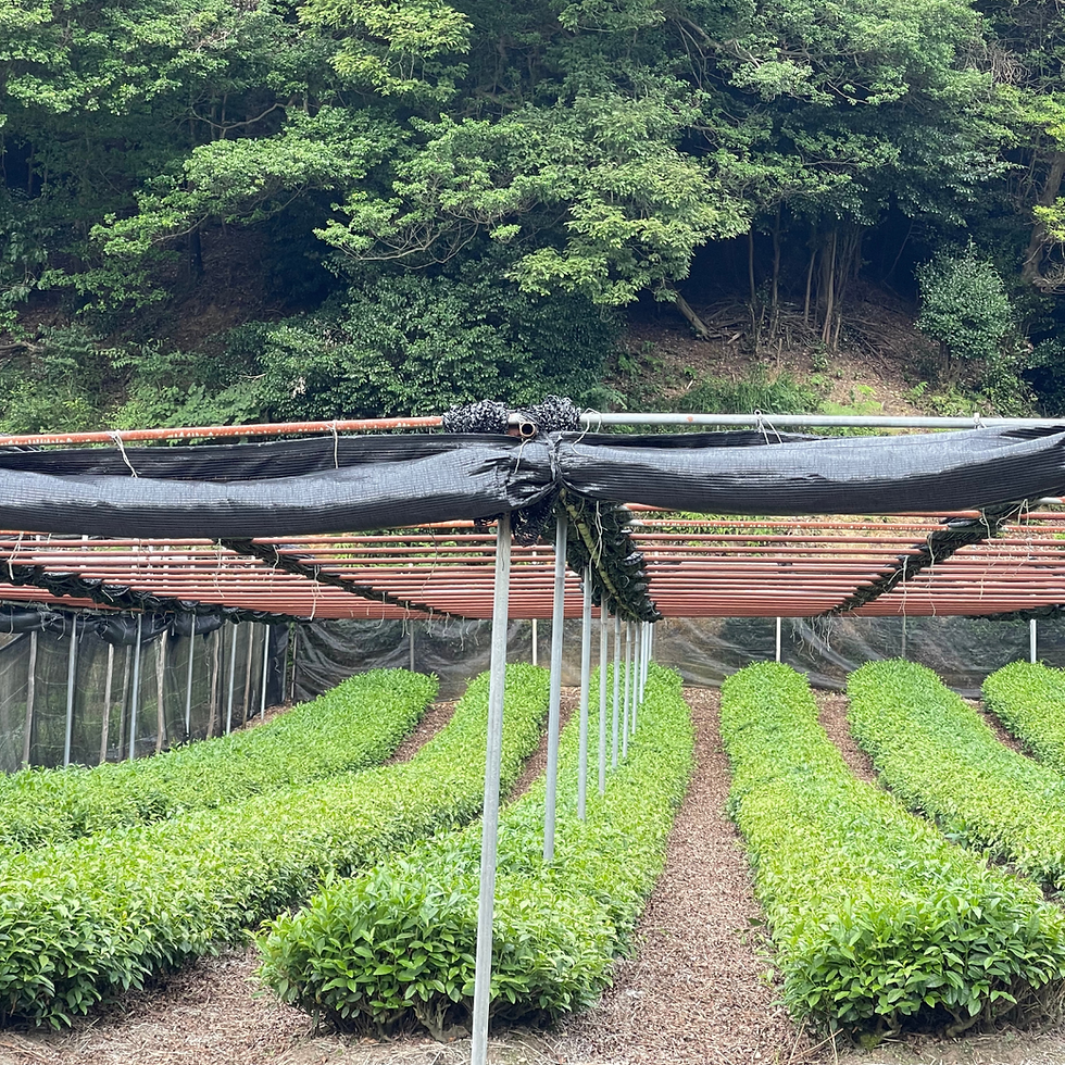 tencha