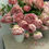 Thumbnail: Specialty Garden Roses