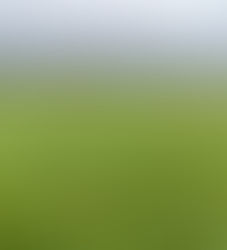 Agrostis stolonifera en periodo de lluvias de invierno