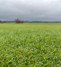 Agrostis stolonifera en periodo de lluvias de invierno