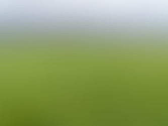 Agrostis stolonifera en periodo de lluvias de invierno