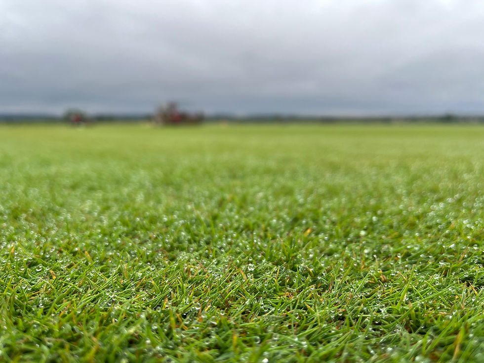 Agrostis stolonifera en periodo de lluvias de invierno