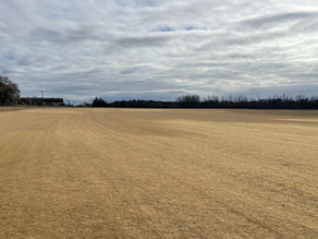 bermuda hibrida en invierno TEPESERVI