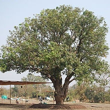 tree_preview.jpeg