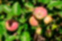 Gravenstein Apples ripening on the branch_edited.jpg