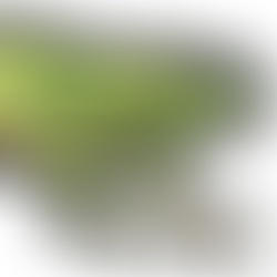 Amazonian frog used in traditional Kambo healing